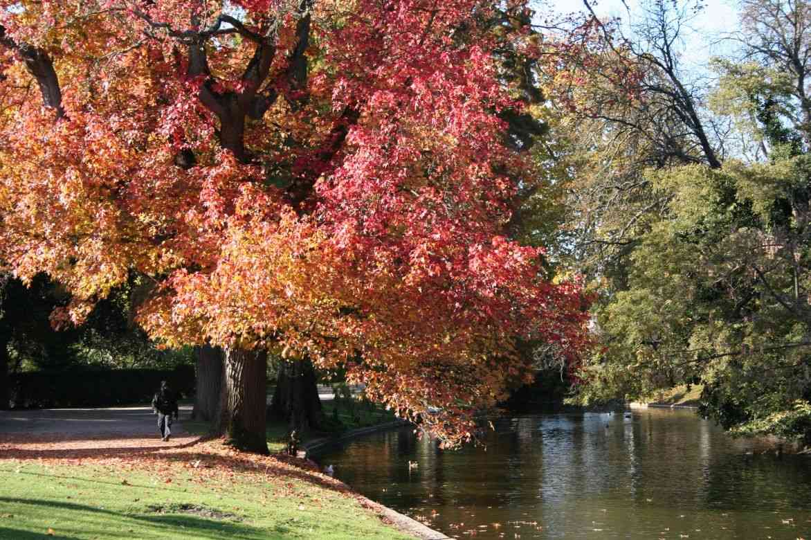 Feuille De Gomme Douce. Liquidambar Styraciflua. Feuille D'automne Jaune  Isolée