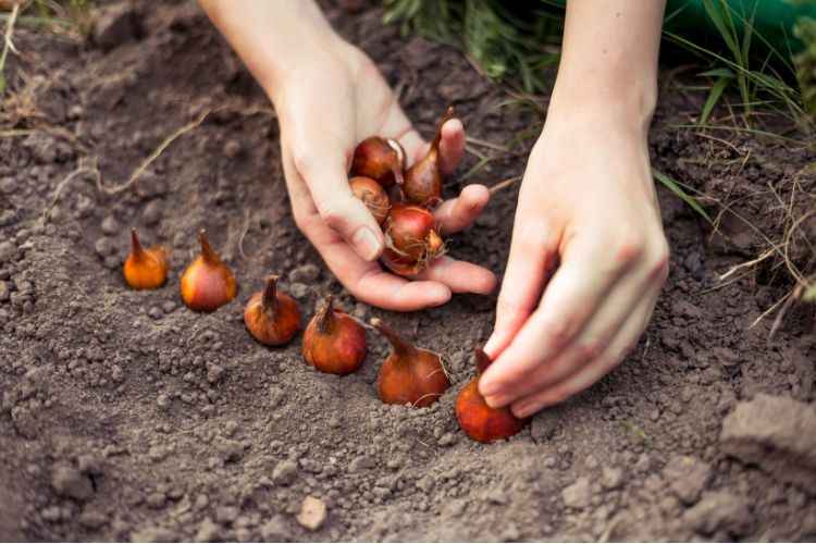 planter des bulbes