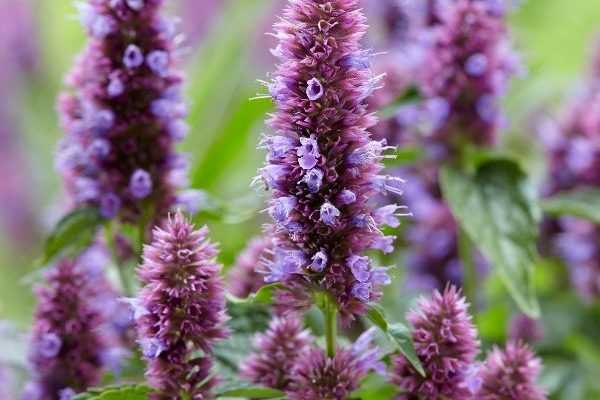 Plantes vivaces : 7 nouveautés pour la rentrée 2019
