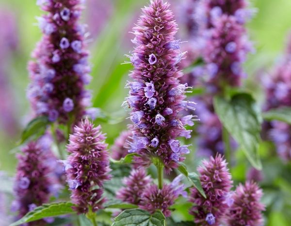 Plantes vivaces : 7 nouveautés pour la rentrée 2019