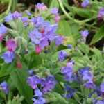 Pulmonaire, Pulmonaria : planter, entretenir