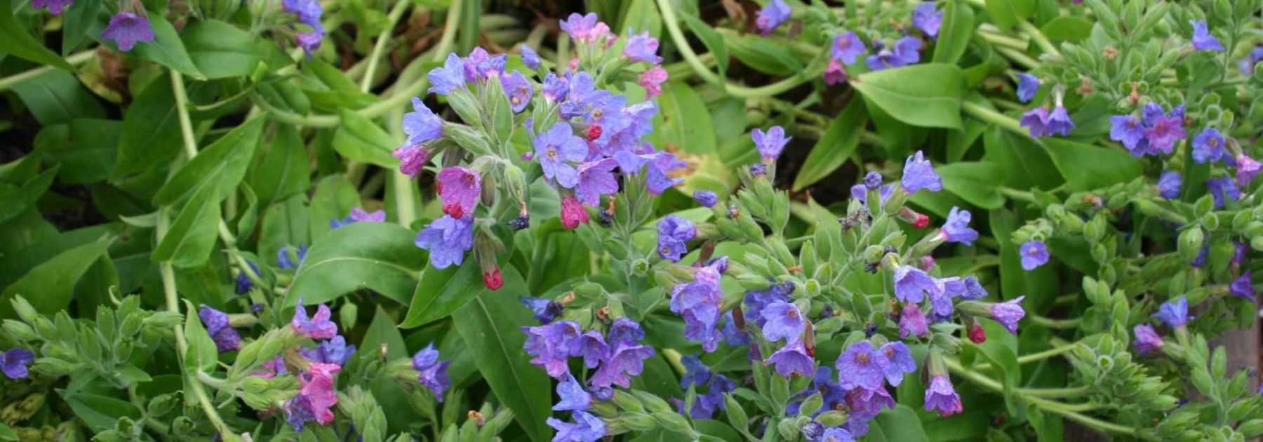 Pulmonaire, Pulmonaria : planter, entretenir