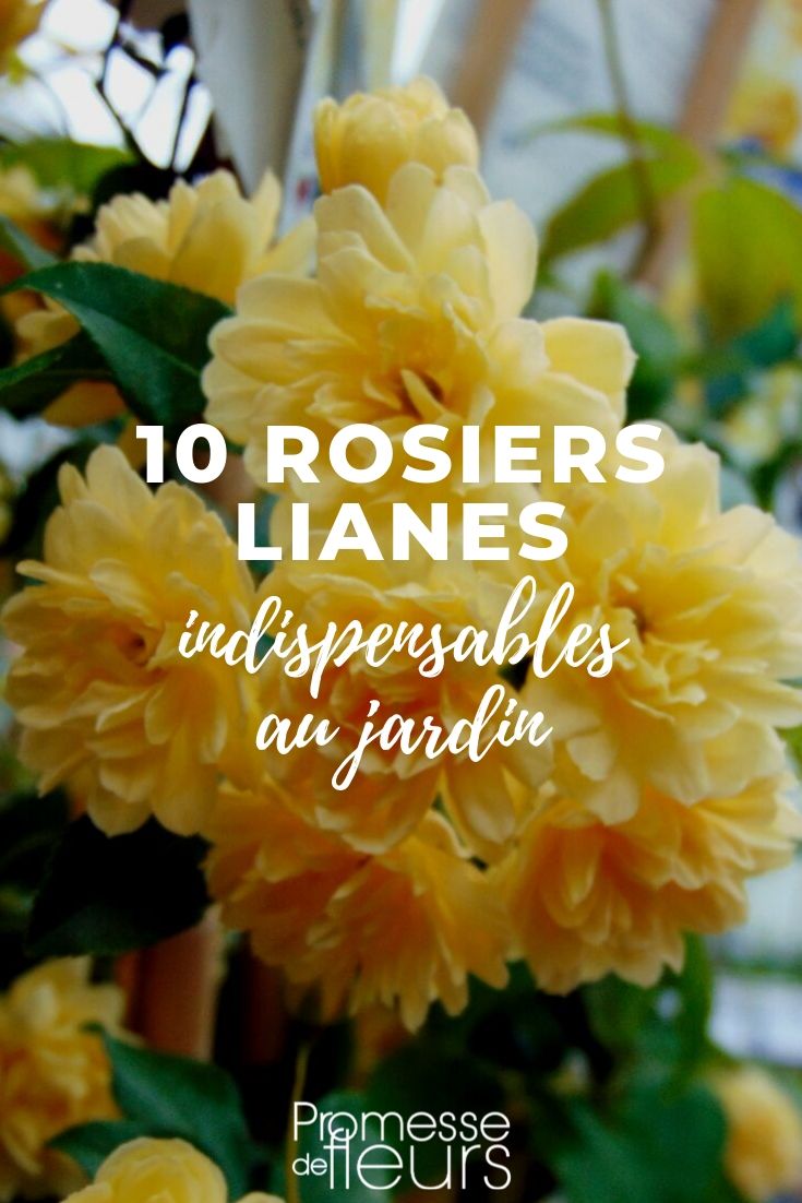 Rosier liane : 10 meilleures variétés