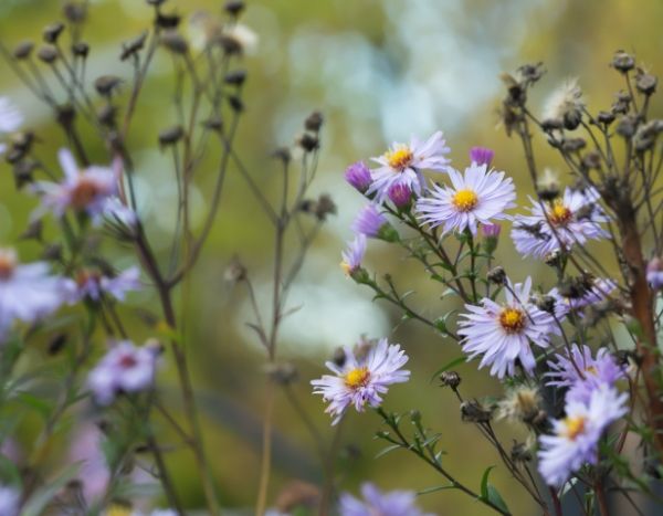 Septembre 2019 au jardin