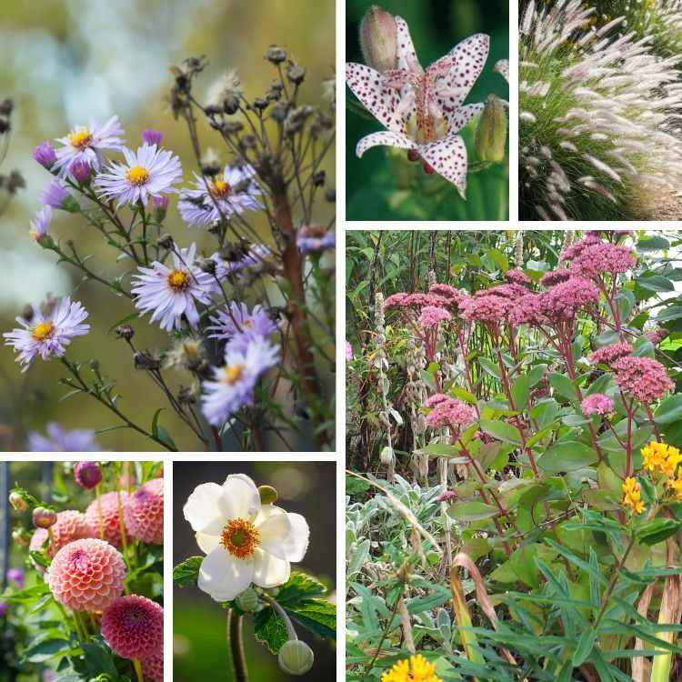 floraison de septembre