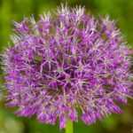 5 bonnes raisons de planter des alliums au jardin