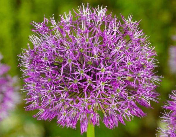 5 bonnes raisons de planter des alliums au jardin