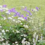 7 plantes vivaces idéales en bordure de massif