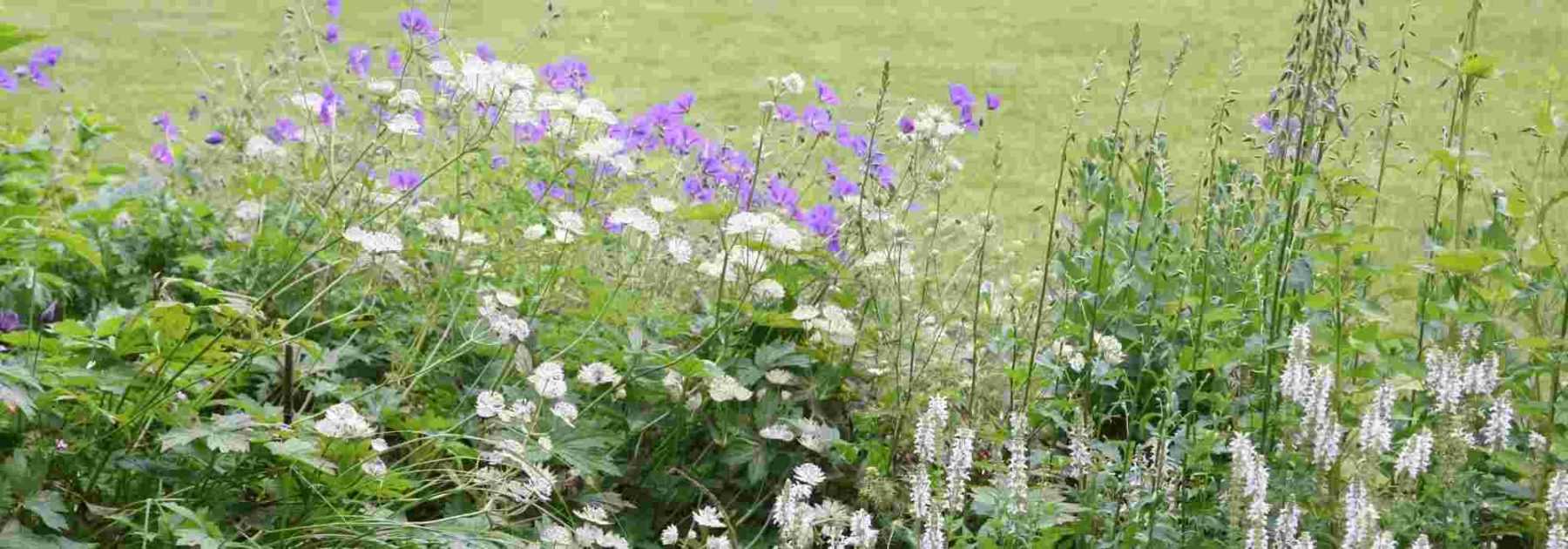 7 plantes vivaces idéales en bordure de massif