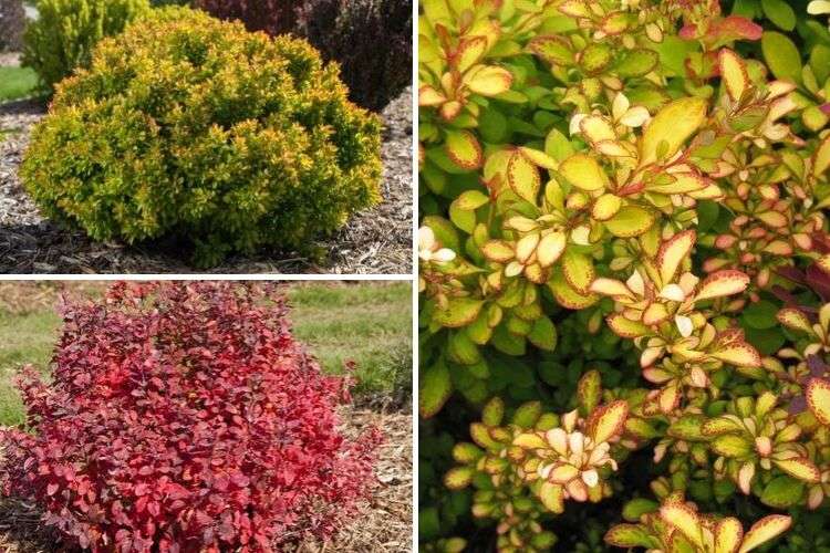 Berberis thunbergii Limoncello