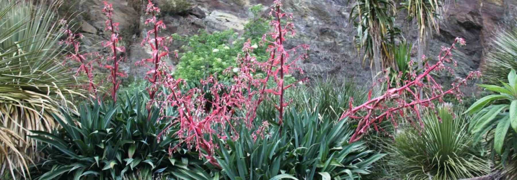 Raifort : plantation, entretien - Côté Maison