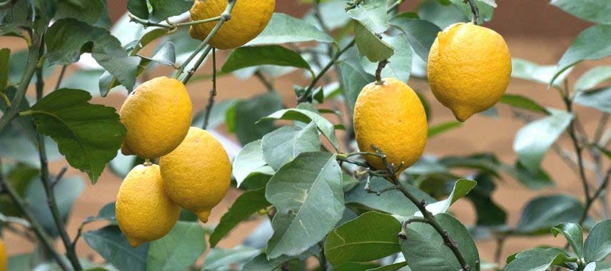 Les fruits d'un citronnier