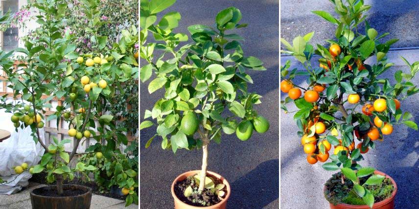 Tout savoir sur le citronnier - Jardinet - Équipez votre jardin au