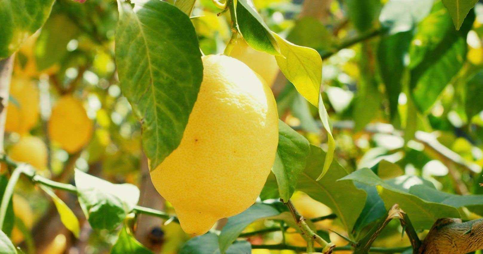 Culture du citronnier en pot tous nos conseils Promesse de fleurs — free download