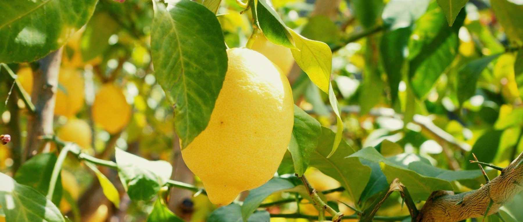 Citronnier en pot : culture, entretien, engrais - La culture des citronniers  et des agrumes