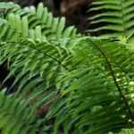 Dryopteris : plantation, culture et entretien