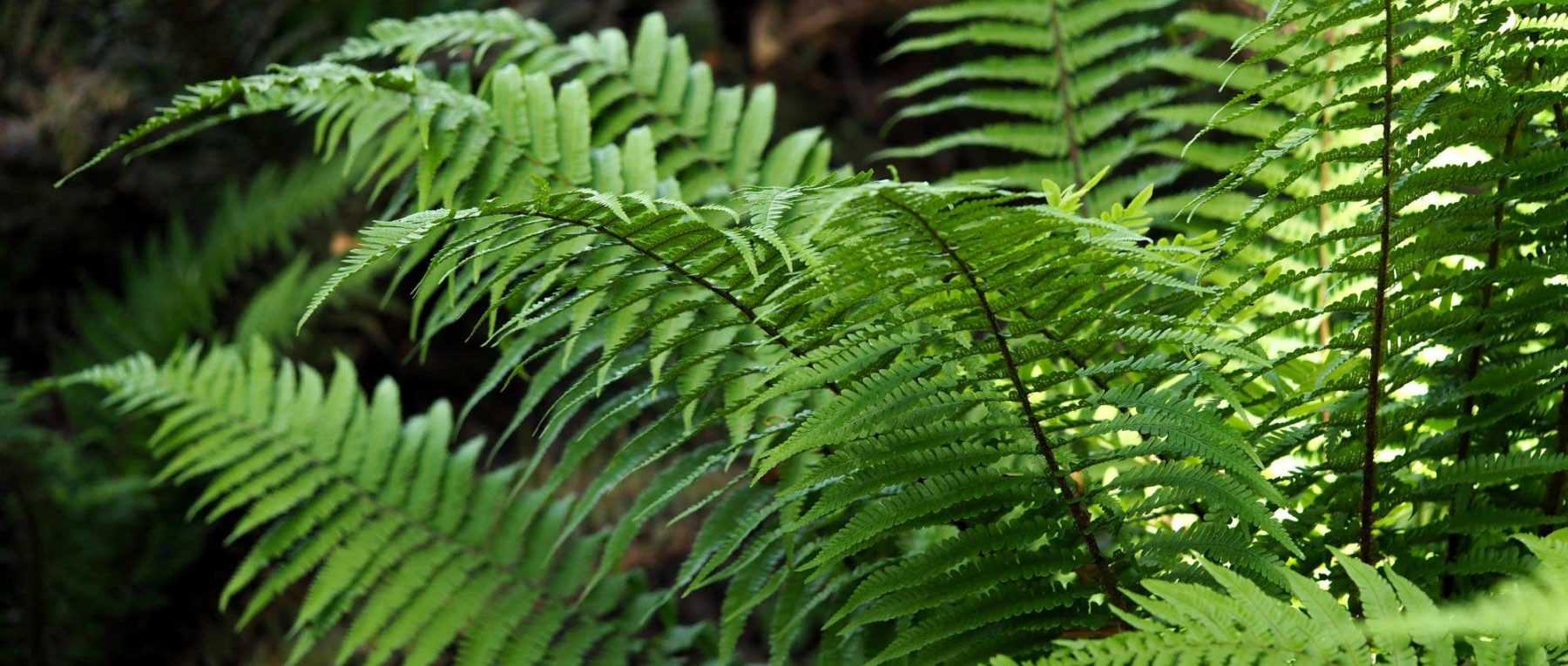 Dryopteris : plantation, culture et entretien