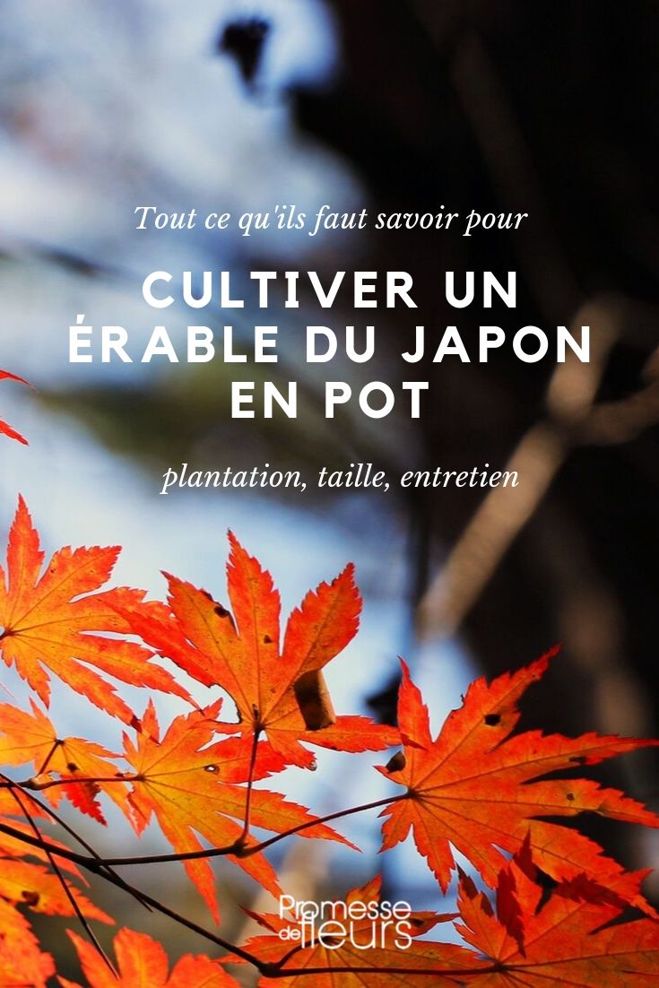 Érable du japon en pot - conseils de culture