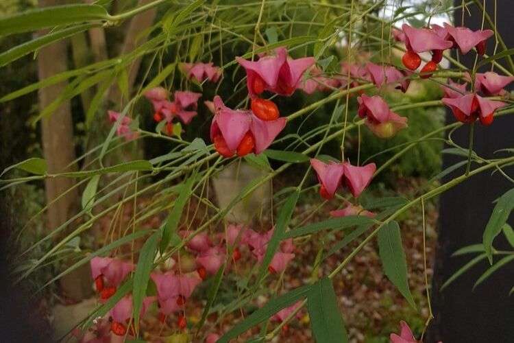 Euonymus clivicolus