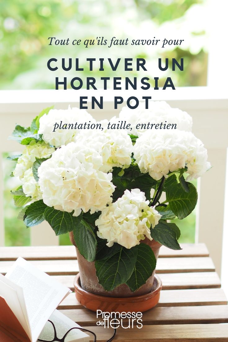 Hortensia en pot : plantation, culture