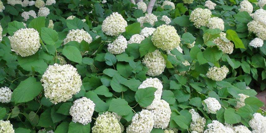 Hortensia blanc : les 7 meilleures variétés