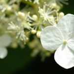 Hortensia blanc : les meilleures variétés