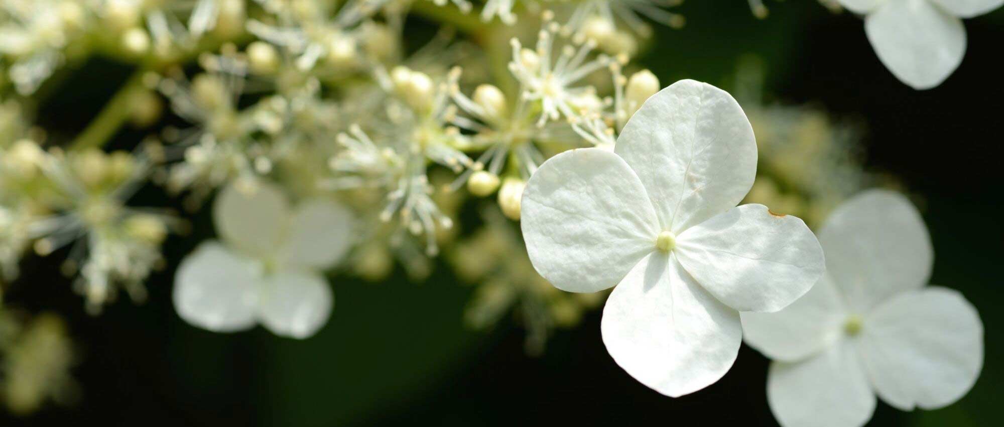Hortensia blanc : les meilleures variétés