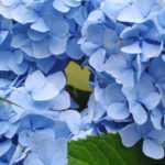 Hortensia bleu : les meilleures variétés