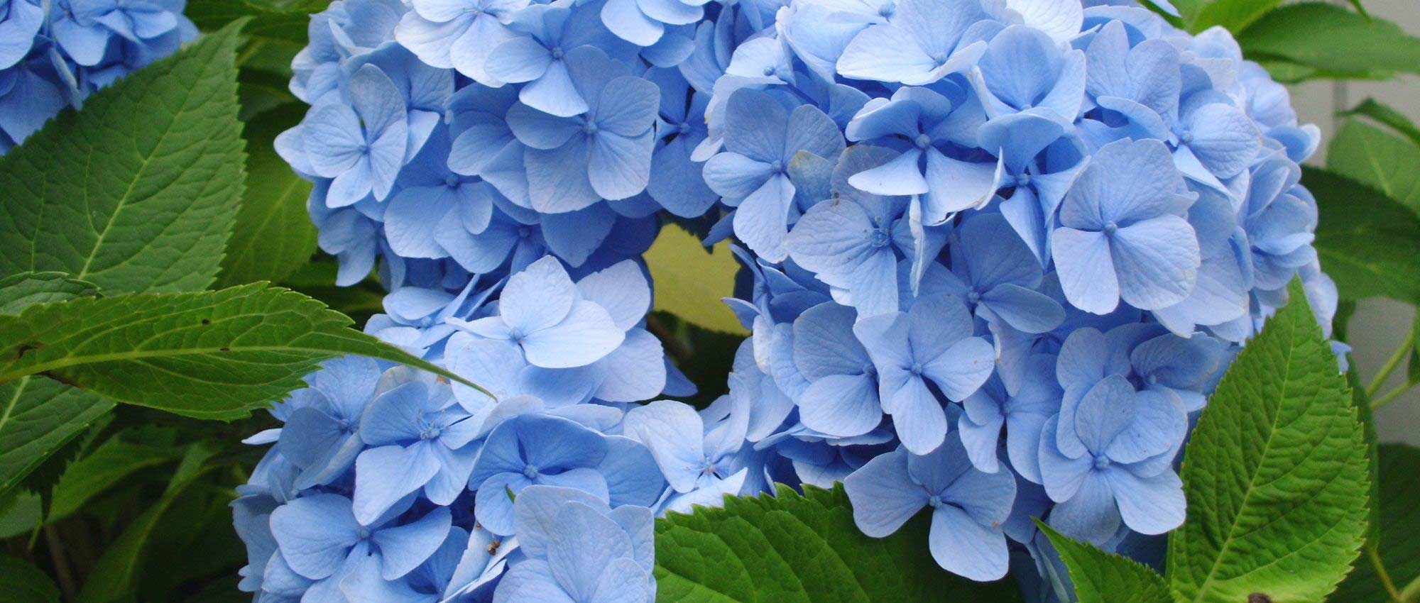 Hortensia bleu : les meilleures variétés