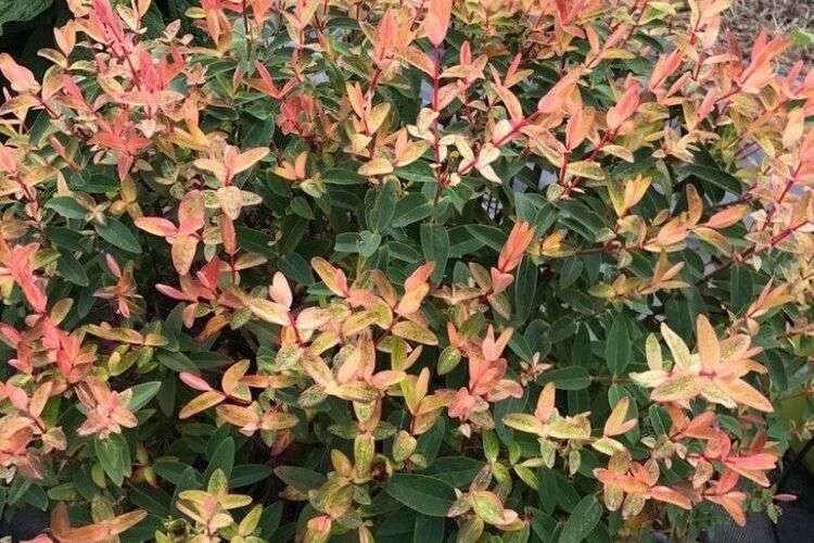 Millepertuis Hypericum Radiance