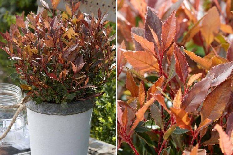 Photinia nain Chico