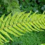 Polystichum : plantation, culture et entretien