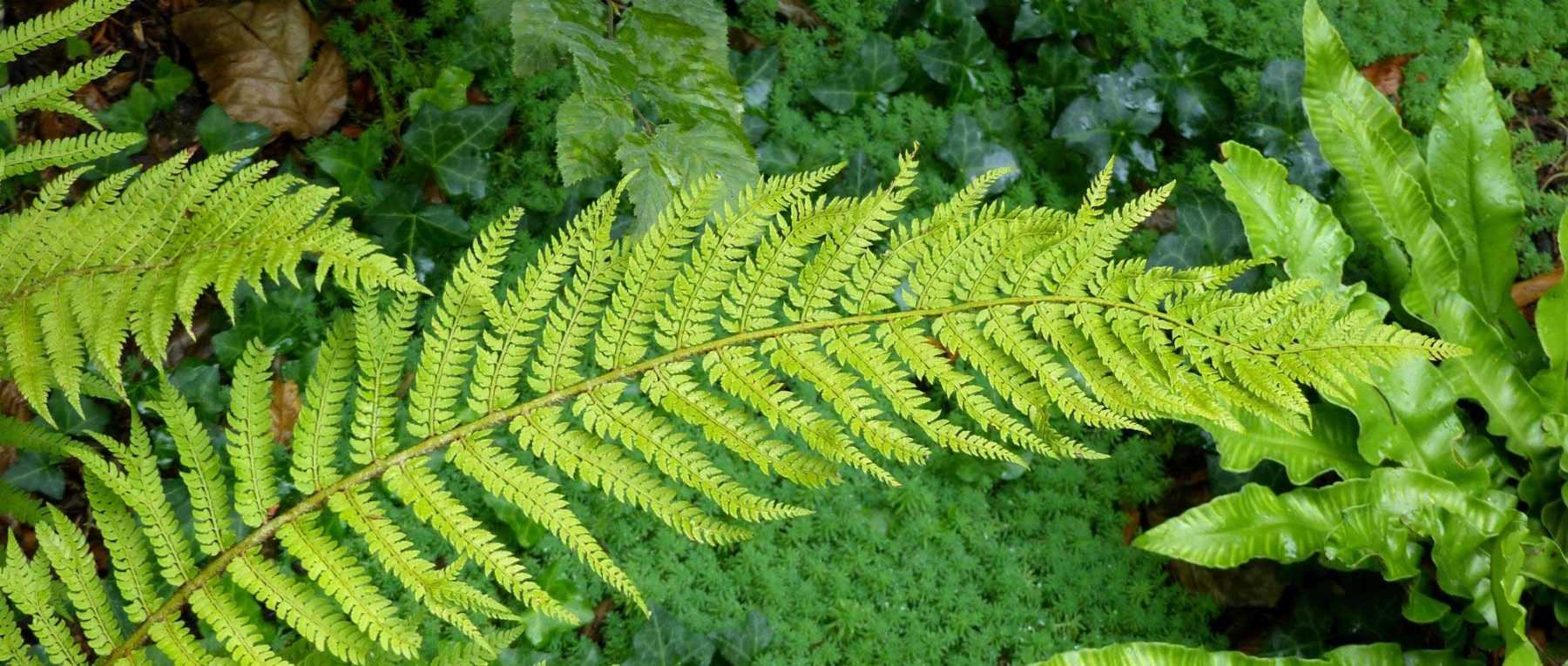 Polystichum : plantation, culture et entretien