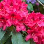 Rhododendrons : comment les cultiver en pot ?