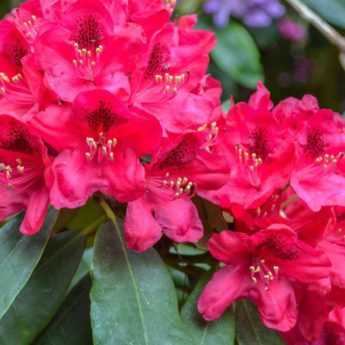 Rhododendrons : comment les cultiver en pot ?