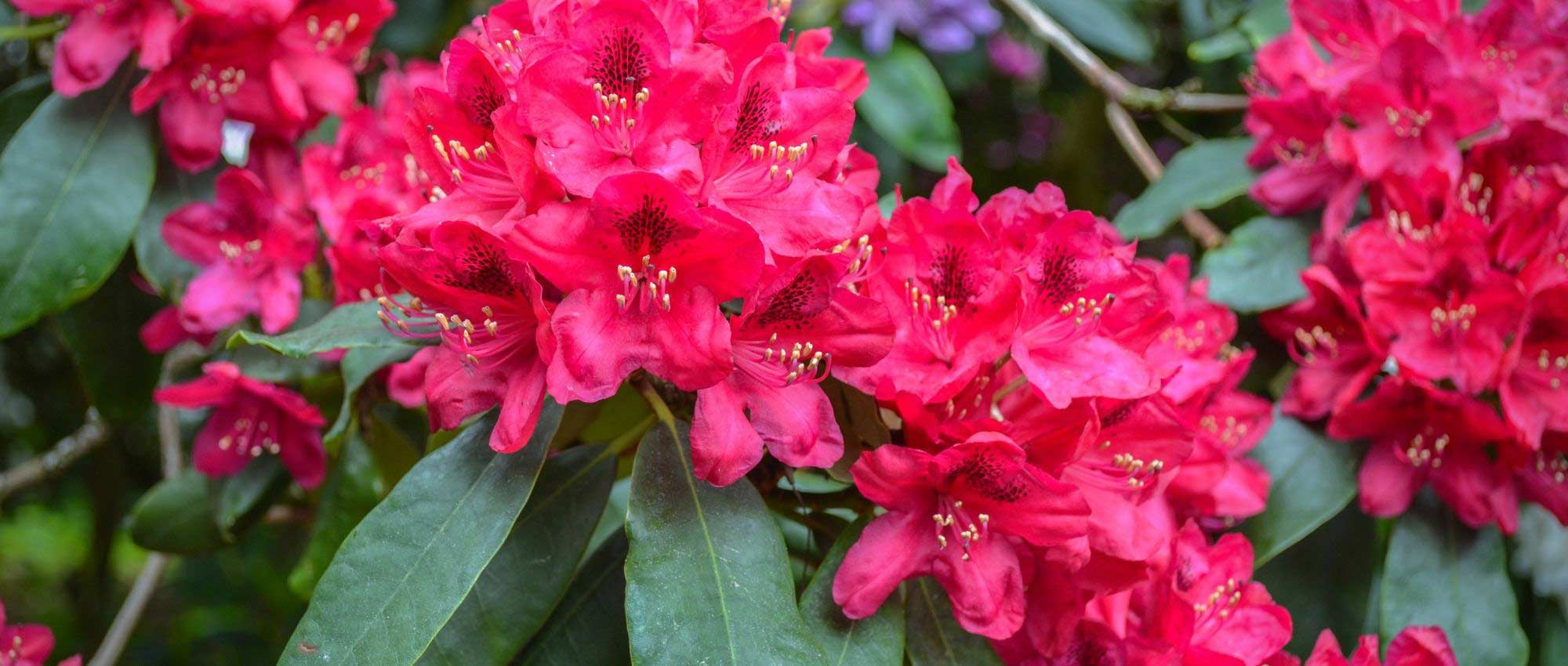 Rhododendrons : comment les cultiver en pot ?