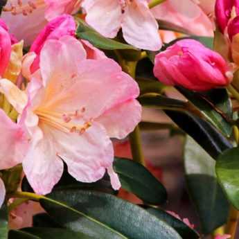 Rhododendrons : les meilleures variétés