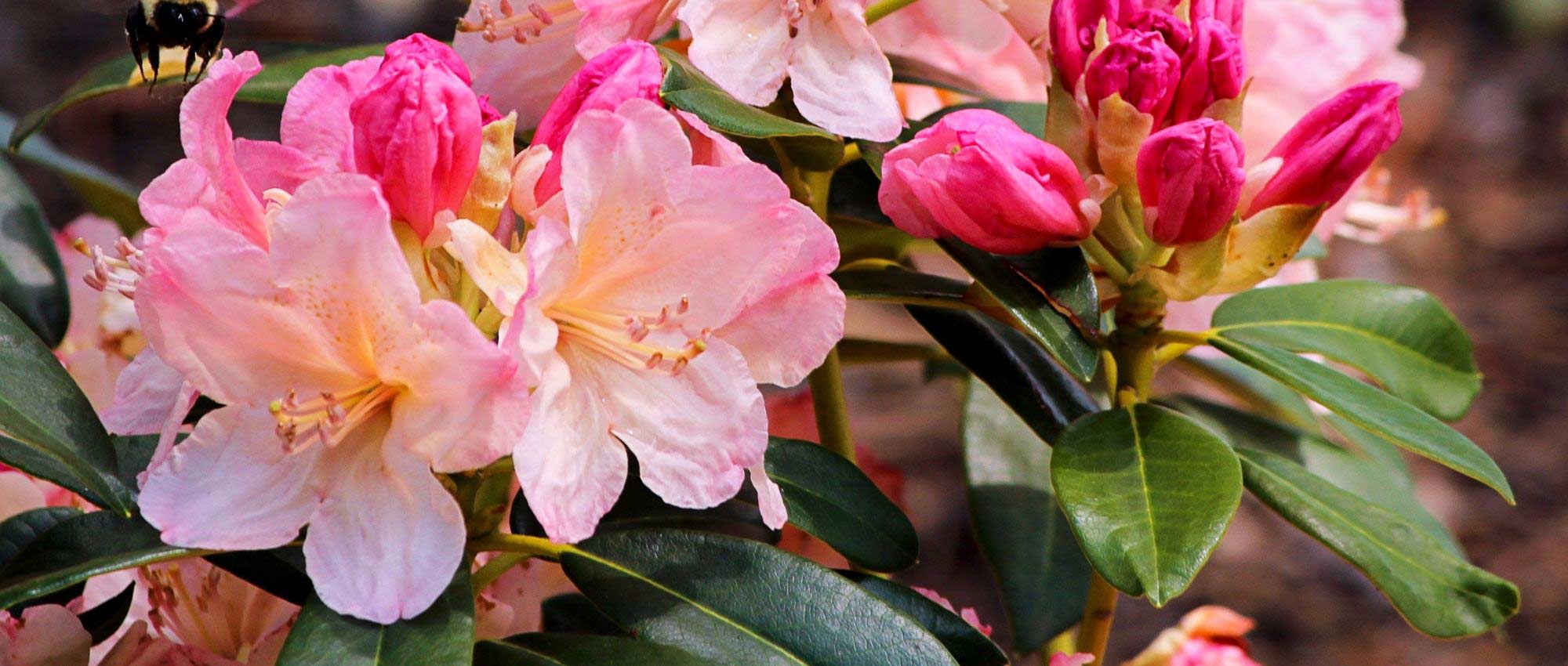 Rhododendrons : les meilleures variétés