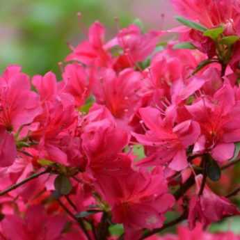 Rhododendrons nains et azalées : les meilleures variétés