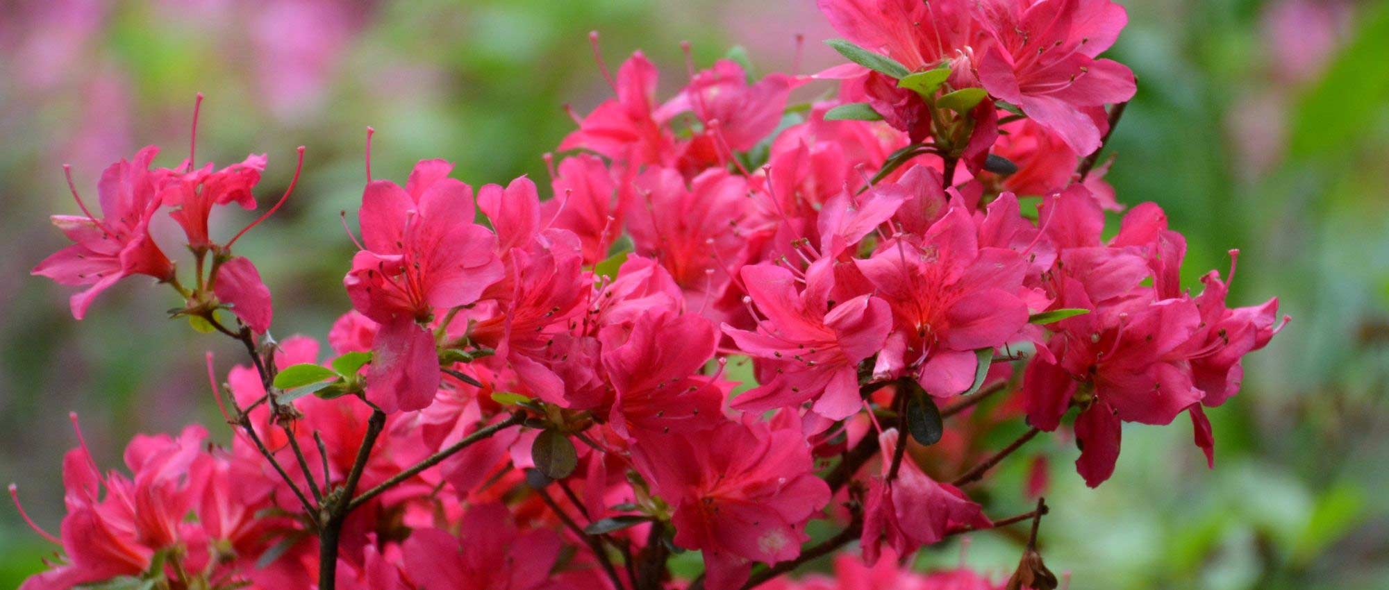 Rhododendrons nains et azalées : les meilleures variétés