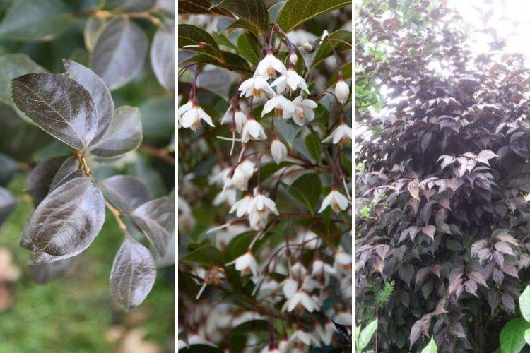 Styrax japonica Evening Light