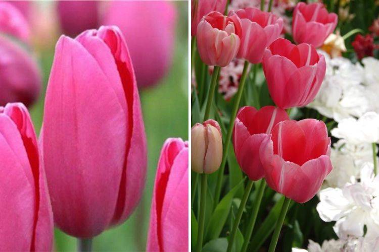 Tulipe Triomphe Pink Proud