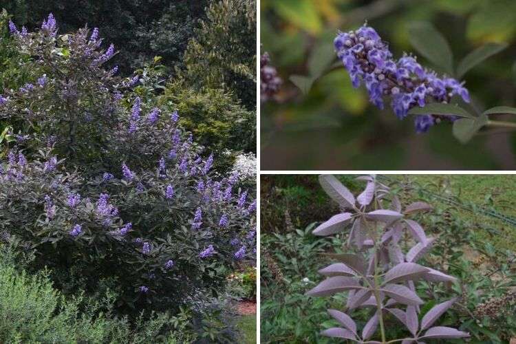 Vitex Flip Side, Gattilier