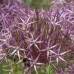 Allium, ail d'ornement : 10 variétés indispensables
