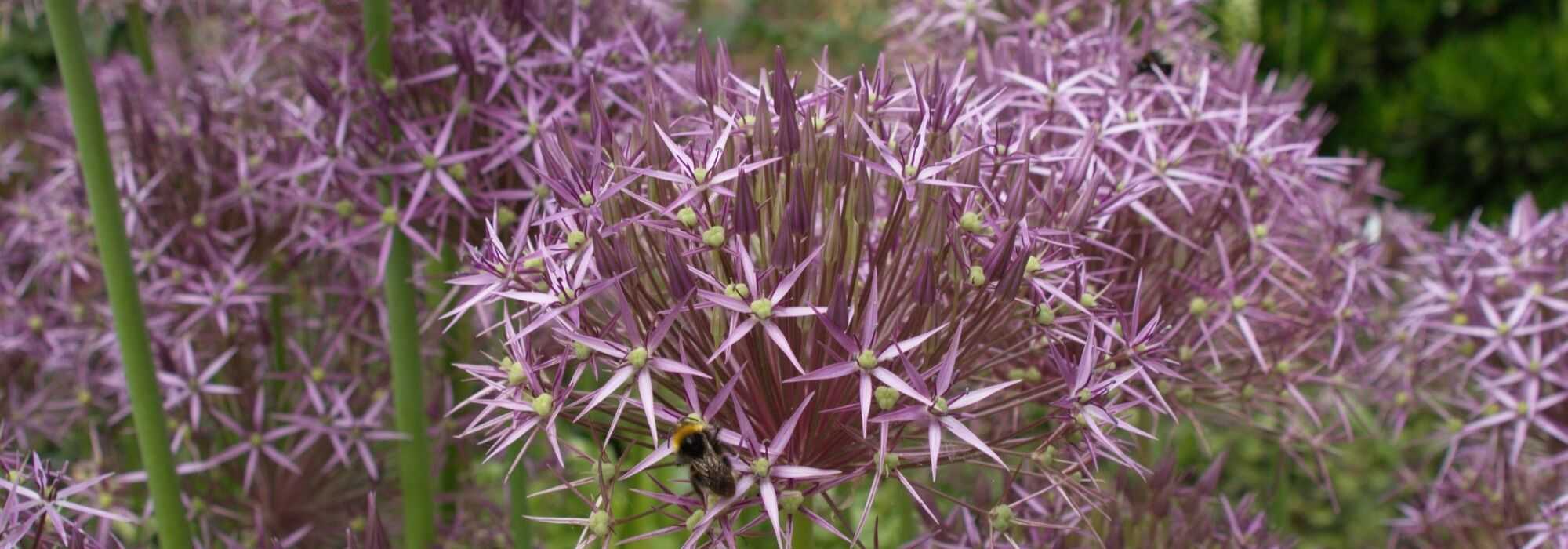 Allium, ail d'ornement : 10 variétés indispensables