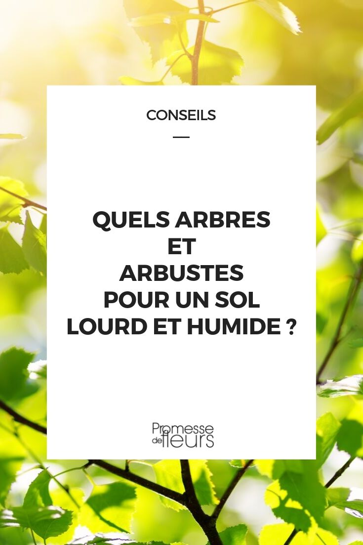 arbres et arbustes pour sol lourd et humide