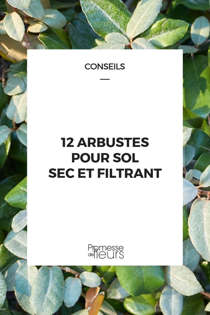 Arbustes pour sol sec