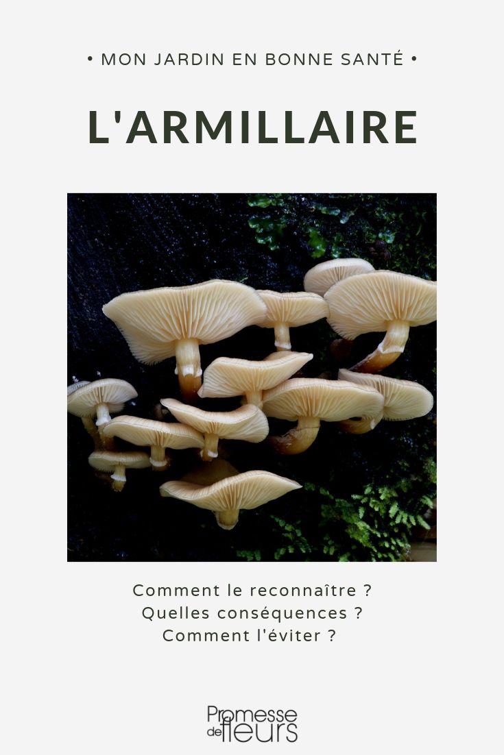 Armillaire, pourridié