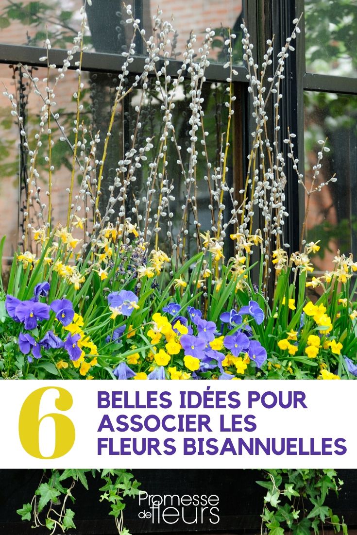 Fleurs bisannuelles : idées d'association