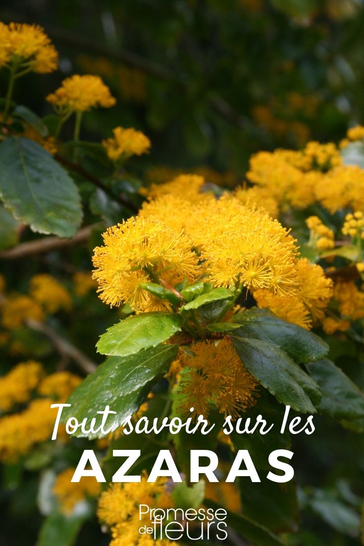 azara tout savoir